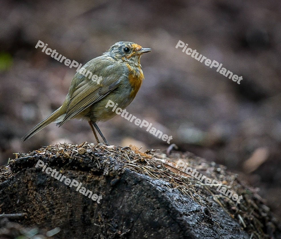 Robin bird on the log